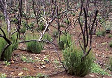 Chamise resprouting after a high-intensity wildfire in San Diego County Chamise resprout Mag Road III.jpg