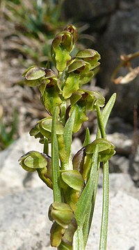 Chamorchis alpina 250708a.jpg