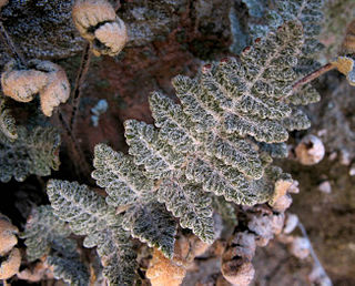 <i>Myriopteris newberryi</i> Species of fern