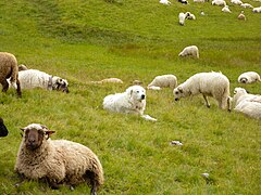 Chien de montagne des Pyrénées au milieu des moutons