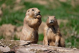 Schwarzschwanz-Präriehunde (Cynomys ludovicianus)