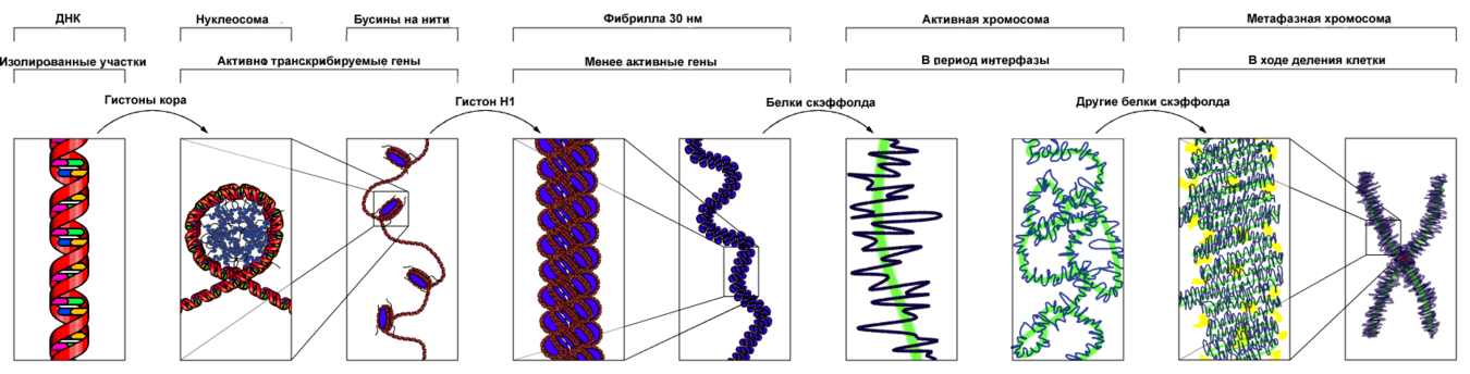 Структура хроматина