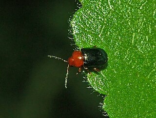 <i>Podagrica malvae</i> Species of beetle