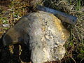 Chunk of permafrost.jpg