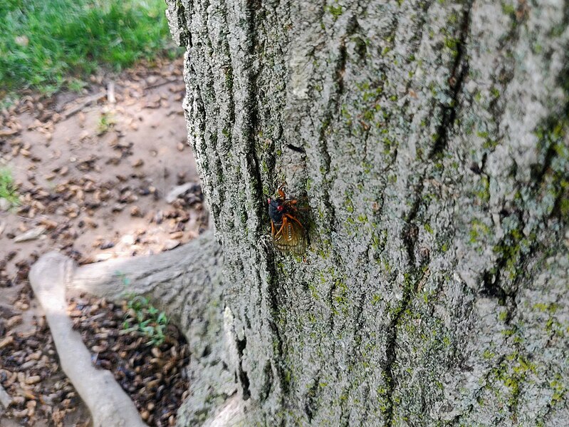 File:Cicadas at the Washington Mall.jpg