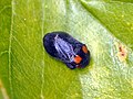 Penthimia nigra, avec taches rouges (Alessandria, Italie).