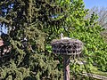 * Nomination White stork (Ciconia ciconia) in Cigoland (Kintzheim, Bas-Rhin, France). --Gzen92 06:27, 5 May 2022 (UTC) * Promotion  Support Good quality, slight overexposure on bird/nest --Charlesjsharp 08:18, 5 May 2022 (UTC)