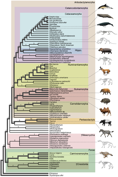 File:Cladogram of Cetacea within Artiodactyla.png