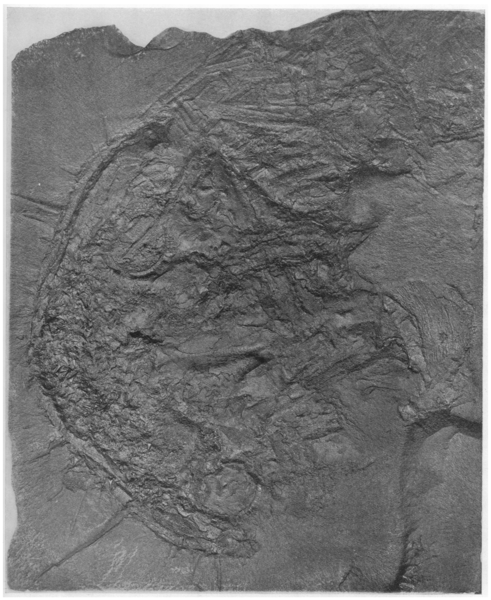File:Cladoselache kepleri AMNH FF 7328 skull.png