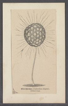 Clathrulina elegans - - Druck - Iconographia Zoologica - Sondersammlungen Universität Amsterdam - UBAINV0274 113 04 0030.tif