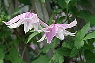 Clematis 'Propertius'