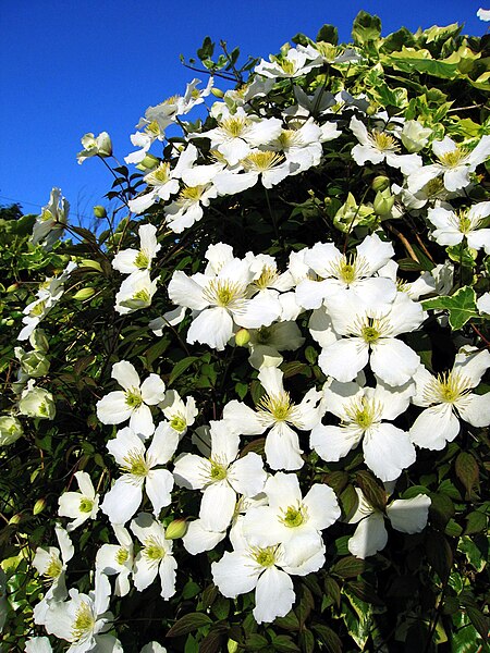 File:Clematis Montana 02.jpg