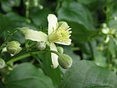 Clematis vitalba