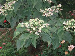 ClerodendronTrichotomum.jpg