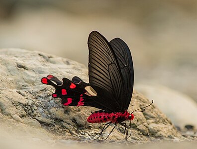 Ventral view