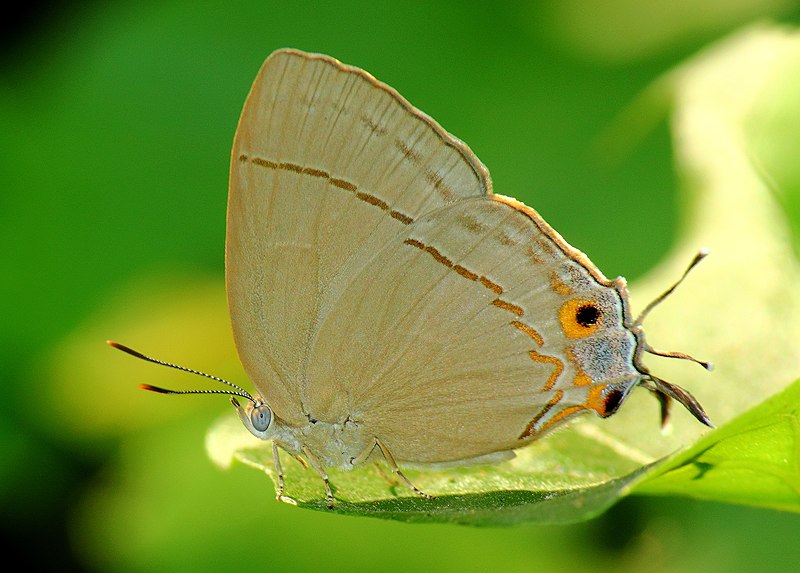 File:Close wing position of Creon cleobis, Godart, 1824 – Broadtail Royal WLB.jpg