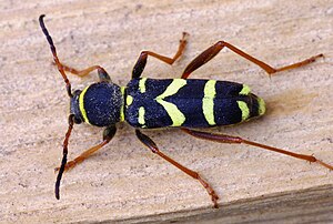 Clytus arietis