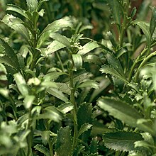 Coastal peppercress cropped DOC.jpg