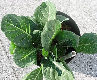 <span class="mw-page-title-main">Acephala group</span> Type of Brassica plants