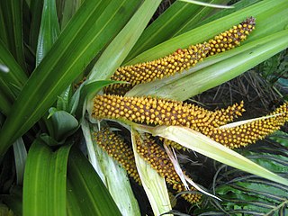 <i>Collospermum</i> Species of plant