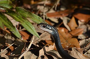 Coluber constrictor ssp. priapus (Southern Black Racer).jpg