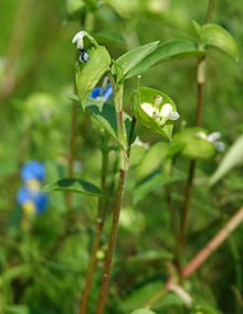 The spathe at left shows two faded flowers, one on the upper and one on the lower cincinnus; the spathe at right has two capsules starting to form on the lower cincinnus; notice the contrasting veins on both spathes Commelina communis 003.jpg