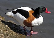 Common shelduck Common.shelduck.2.arp.750pix.jpg