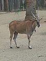 Common eland