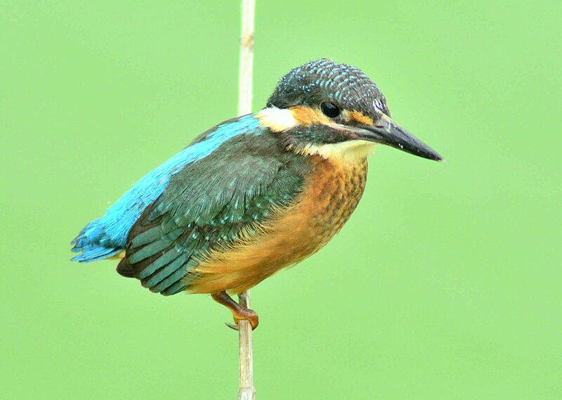 File:Common King fisher.jpg