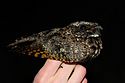 Common Poorwill.jpg