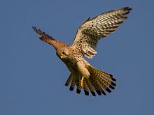 Common kestrel in flight.jpg