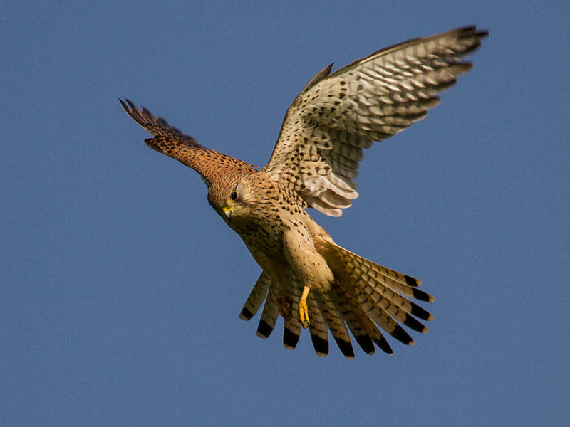 File:Common kestrel in flight.jpg