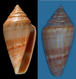 Conus desidiosus