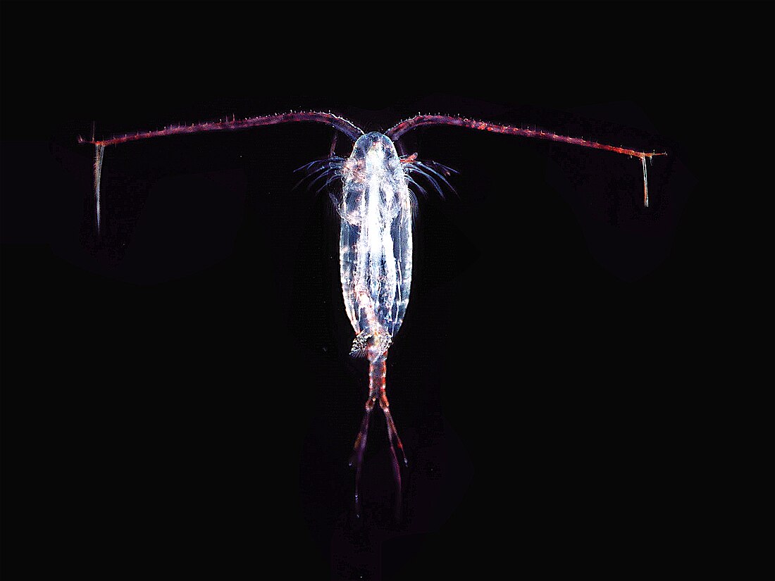 Copepoda