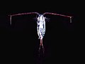 Un copèpode (Calanoida sp.) prop de l'Antàrtida, de 12 mm de llarg, de forma ovoide, translúcid i amb dues antenes llargues