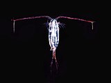 This copepod has its antenna spread (click to enlarge). The antenna detects the pressure wave of an approaching fish.