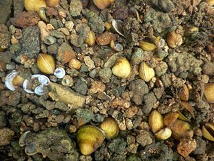 Corbicules, dans la Sèvre niortaise en amont du Pont romain d'Azay-le-Brûlé dans un substrat colonisé par des bactéries encroutantes. Ces bactéries colonisent souvent les coquilles de Theodoxus fluviatilis, mais non celles des crépidules