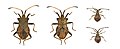 * Nomination Entomological views of Coreus marginatus --Archaeodontosaurus 13:05, 13 August 2010 (UTC) * Promotion Of course, Very nice! Totodu74 13:48, 13 August 2010 (UTC)