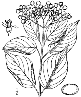 <i>Cornus asperifolia</i> Species of plant