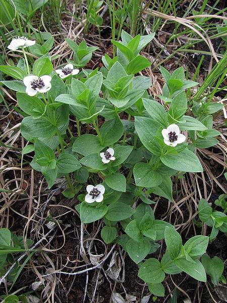 File:Cornus suecica Kemi, Finland 02.06.2013.jpg