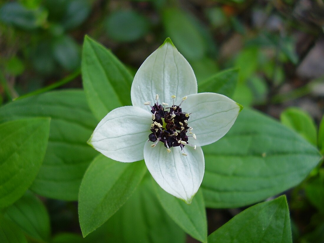 Cornus suecica