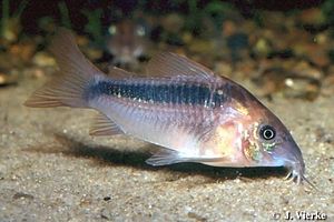 Corydoras rabauti.jpg