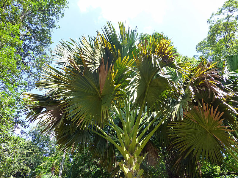 File:Corypha umbraculifera-Jardin botanique de Kandy (5).jpg