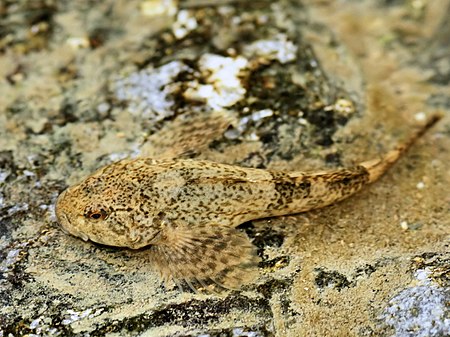 Cottus gobio (in situ).jpg