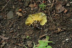 Cotylidia aurantiaca 13979.jpg