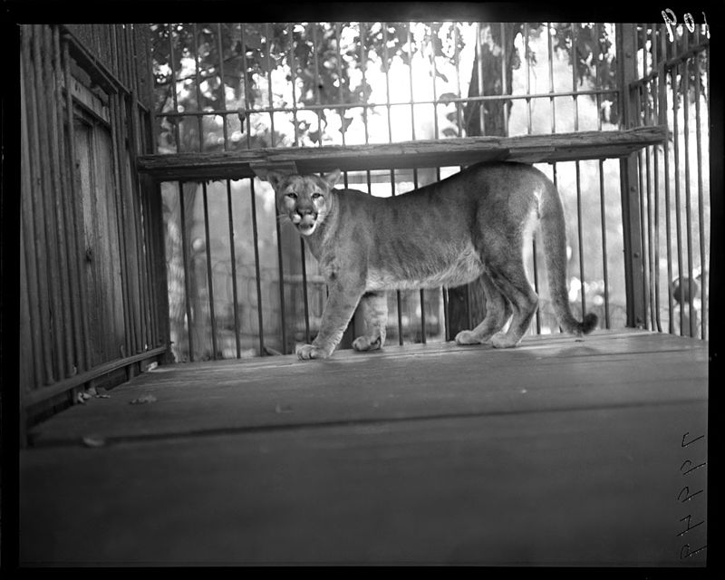 Lincoln Park Zoo - Wikipedia