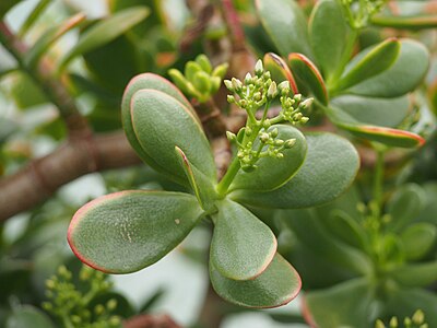 Crassula ovata, Grubosz jajowaty, 2023-10-31