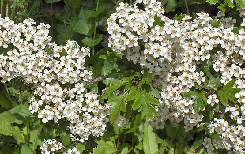 File:Crataegus monogyna(01).jpg