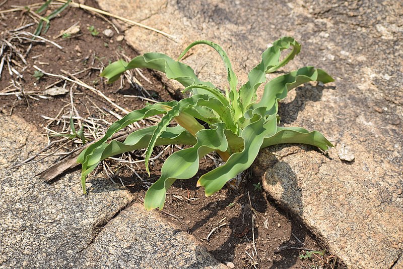 File:Crinum latifolium Leaves.jpg