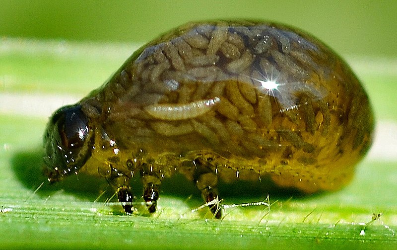 File:Criocerinae larva 20110603Detail.jpg